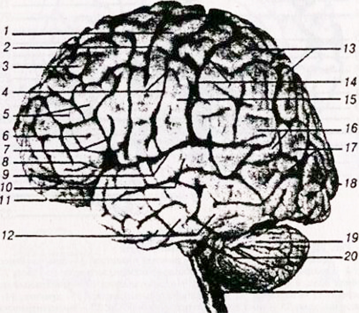 Левая гемисфера головного мозга. Доли борозды и извилины больших полушарий. Большие полушария мозга вид сбоку. Извилины на голове человека. Полушария мозга сверху и сбоку.